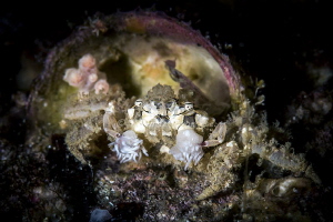 dirty boxer crab in the shell house by Raffaele Livornese 